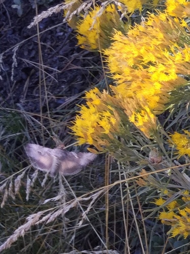 iNaturalist observation photo of Plusiine Looper Moths