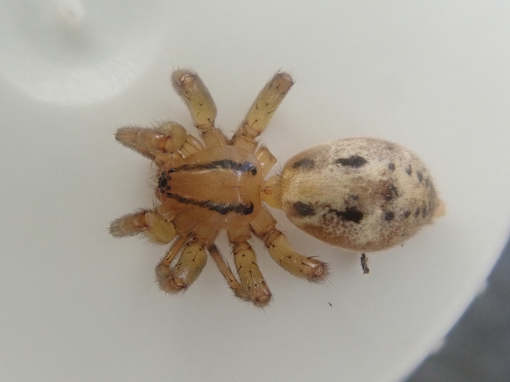 Notiodrassus fiordensis