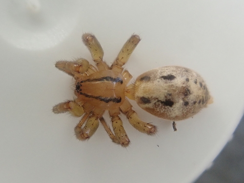 Notiodrassus fiordensis