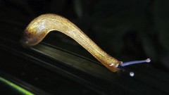 Vaginulus taunaisii