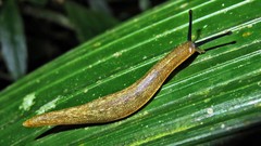 Vaginulus taunaisii