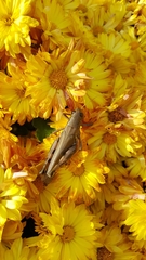 Melanoplus differentialis