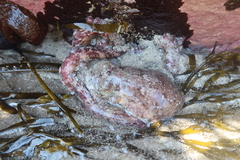 Octopus mimus