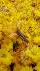 Melanoplus differentialis