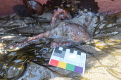 Octopus mimus