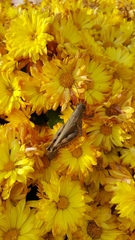 Melanoplus differentialis