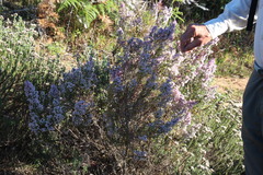 Erica mauritanica