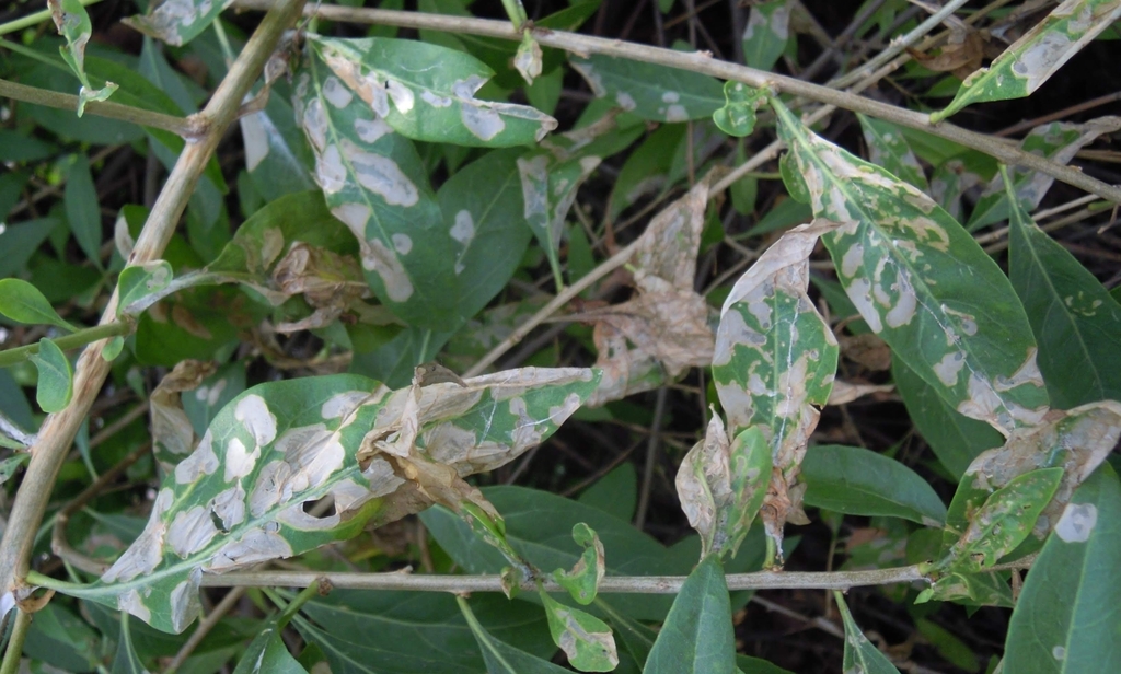 Scythris buszkoi