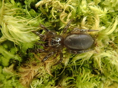 Migas australis