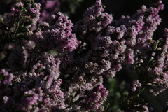 Erica mauritanica
