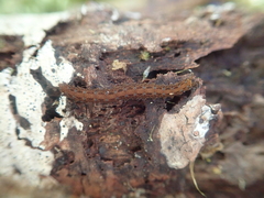 Ooperipatellus
