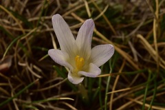 Crocus nevadensis