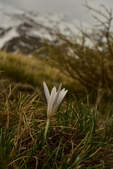 Crocus nevadensis
