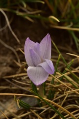 Crocus nevadensis