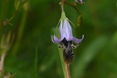 Lasioglossum costulatum
