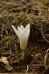 Crocus nevadensis