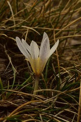 Crocus nevadensis