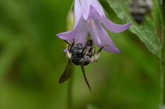 Lasioglossum costulatum