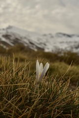 Crocus nevadensis