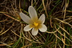 Crocus nevadensis