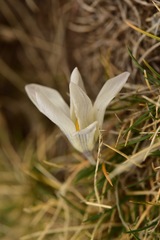 Crocus nevadensis