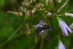 Lasioglossum costulatum