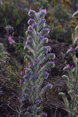 Echium albicans