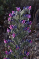 Echium albicans