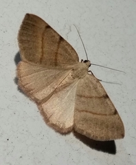 Drepanulatrix bifilata