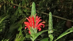 Pachystachys spicata