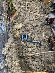 Plethodon chattahoochee