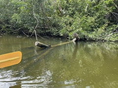 Trachemys stejnegeri