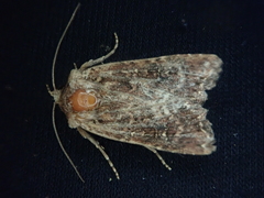 Ichneutica agorastis