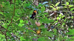 Hemithraupis flavicollis