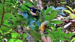 Hemithraupis flavicollis