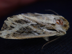 Ichneutica oliveri