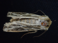 Ichneutica oliveri