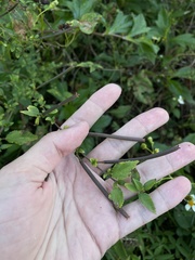 Corchorus siliquosus