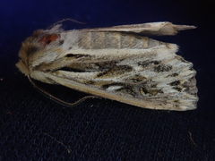 Ichneutica oliveri