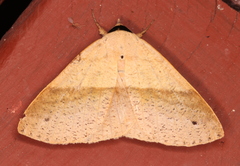 Ophyx ochroptera