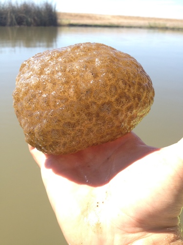 Magnificent Bryozoan, photo 6 of 9