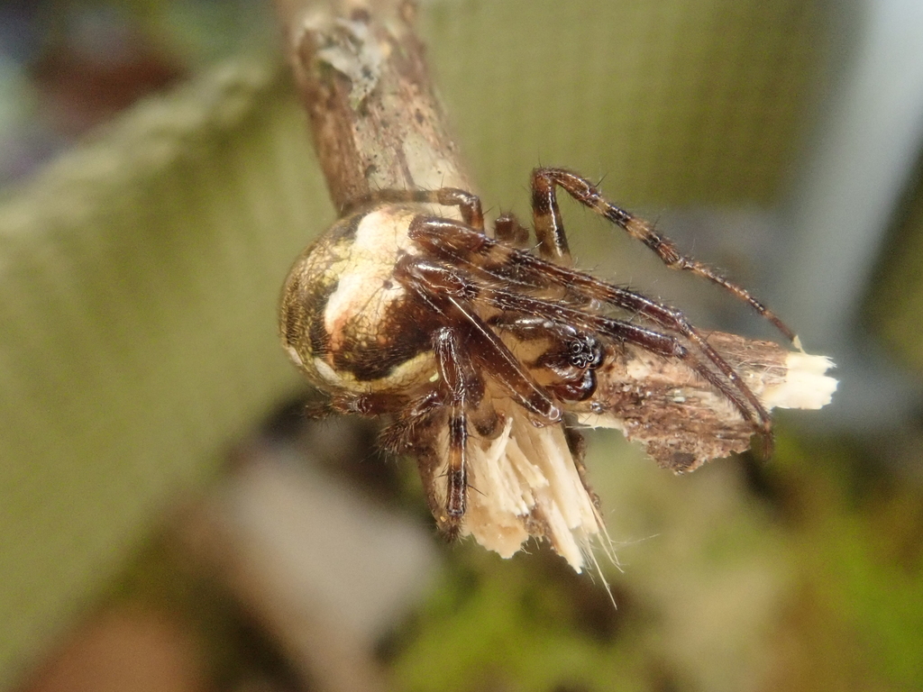 Taraire oculta
