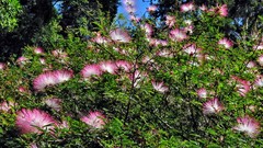 Calliandra selloi