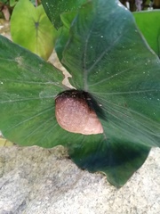 Orthalicus ponderosus