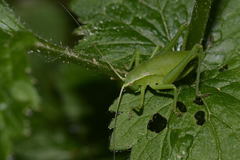 Isophya pyrenaea