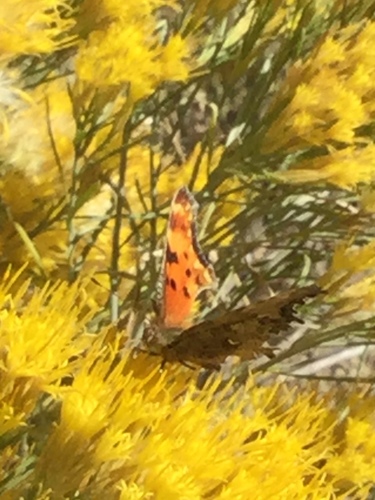 iNaturalist observation photo of Hoary Comma