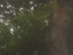 Paubrasilia echinata