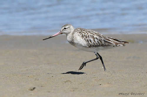 Bar-tailed Godwit