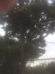 Paubrasilia echinata