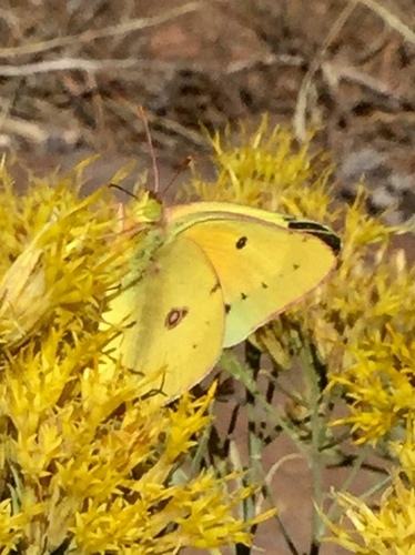 iNaturalist observation photo of Orange Sulphur